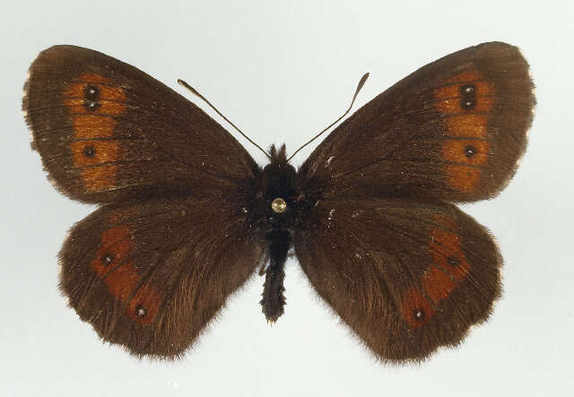 Image of Erebia euryale Esper 1777