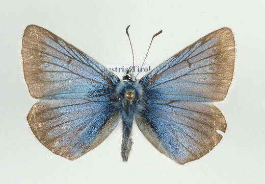 Image of Polyommatus damon