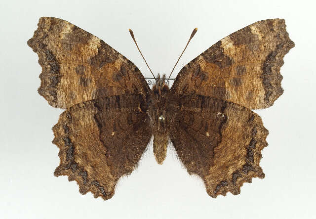 Nymphalis polychloros Linnaeus 1758 resmi