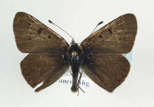 Image of <i>Lycaena tityrus</i>