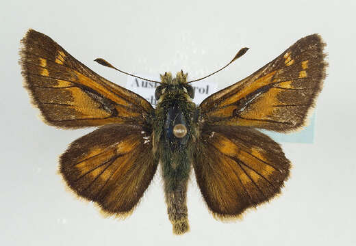 Image of Common Branded Skipper