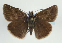 Image of dingy skipper