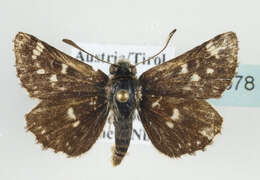 Image of red underwing skipper