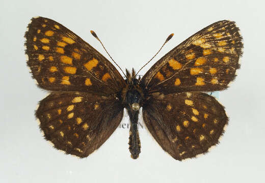 Imagem de Melitaea diamina