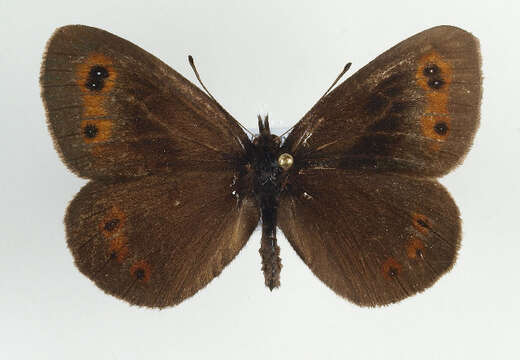 Image of scotch argus