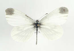 Image of Wood White