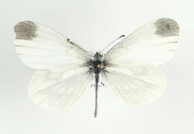 Image of Wood White