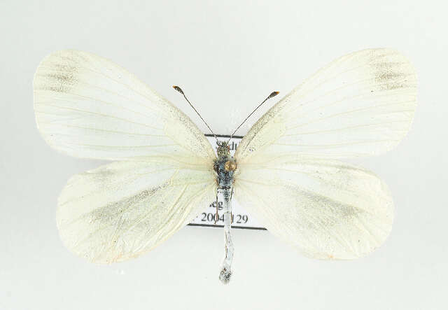 Image of Wood White