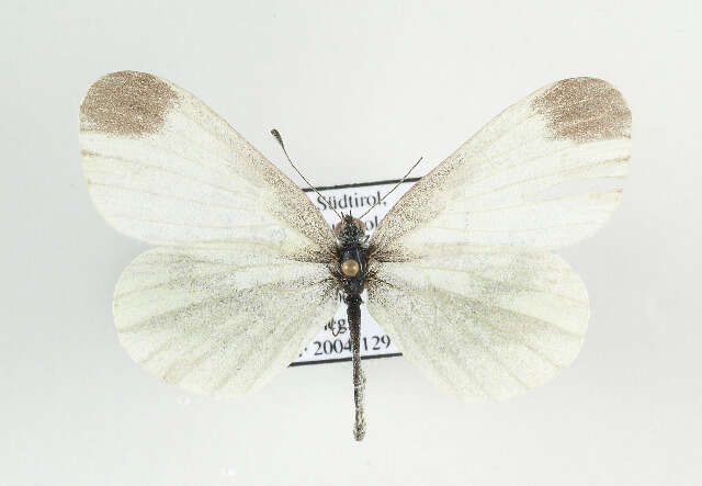 Image of Wood White