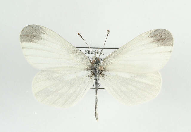 Image of Wood White