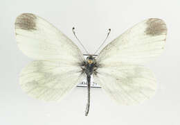 Image of Wood White