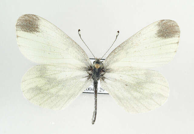 Image of Wood White