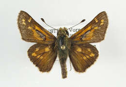 Image of Common Branded Skipper