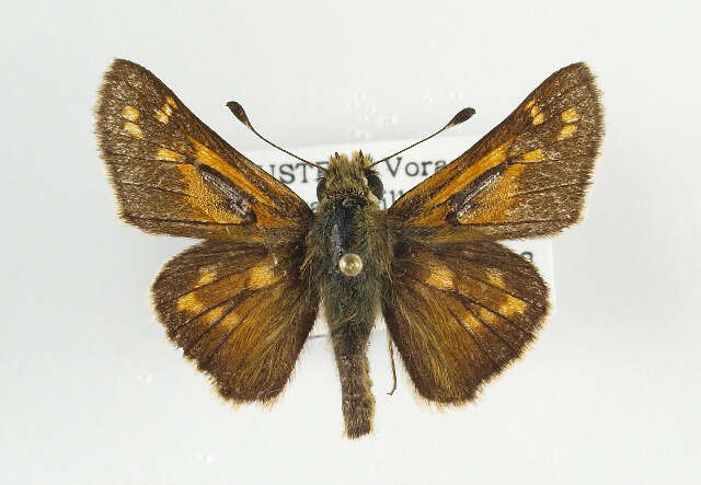 Image of Common Branded Skipper