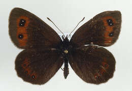 Image of scotch argus