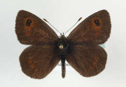 صورة Erebia cassioides Esper 1790