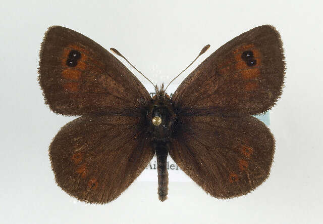 Image of Common Brassy Ringlet