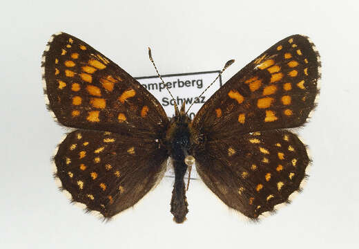 Imagem de Melitaea diamina