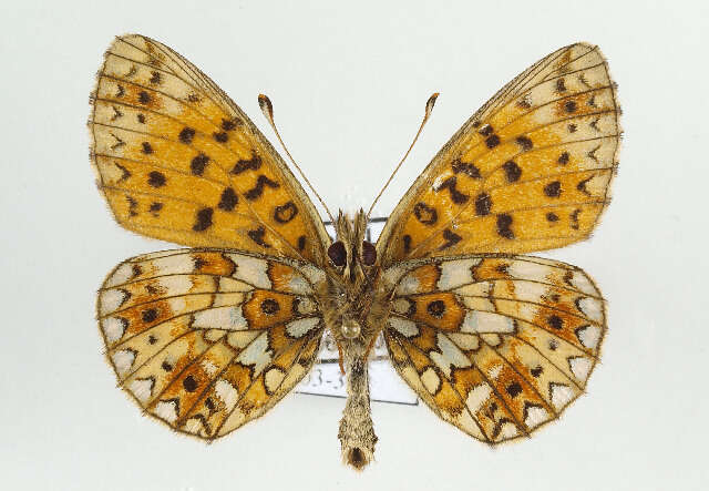 Image of Silver-bordered Fritillary