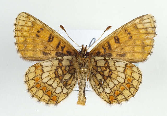 Image de <i>Melitaea aurelia</i>