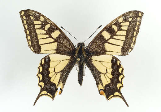 Image of Old World Swallowtail