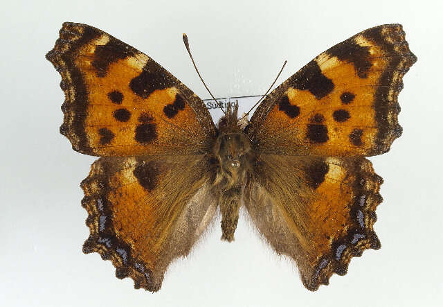 Nymphalis polychloros Linnaeus 1758 resmi