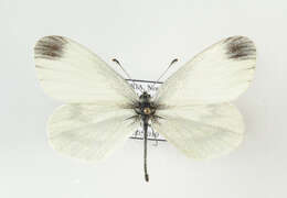 Image of Wood White