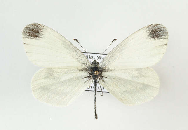 Image of Wood White