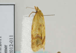 Image of Agapeta