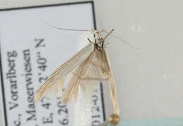 Image of Coleophora auricella Fabricius 1794