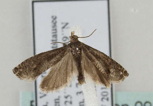 Image of square-barred bell moth