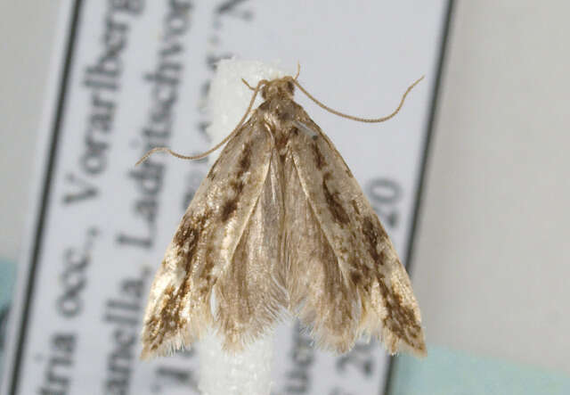 Image of Cork Moth