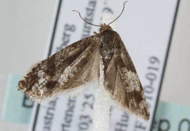 Image of square-barred bell moth