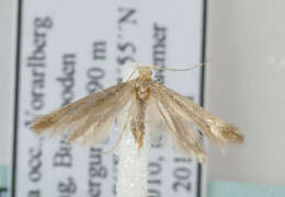 Image of <i>Argyresthia kulfani</i>