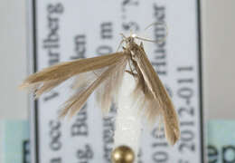 Coleophora alticolella Zeller 1849的圖片