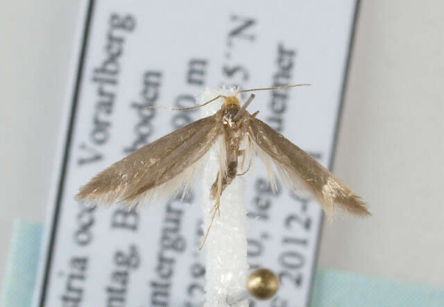 Image of Argyresthia glabratella Zeller 1847