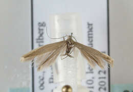Image of Common Rush Case-bearer