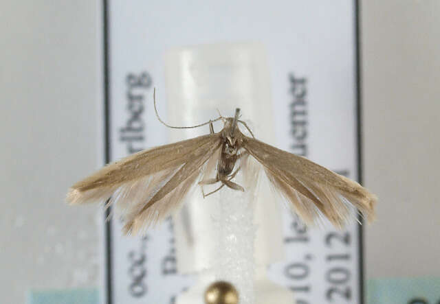 Image of Common Rush Case-bearer