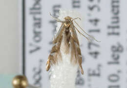 صورة Phyllonorycter deschkai Triberti 2007