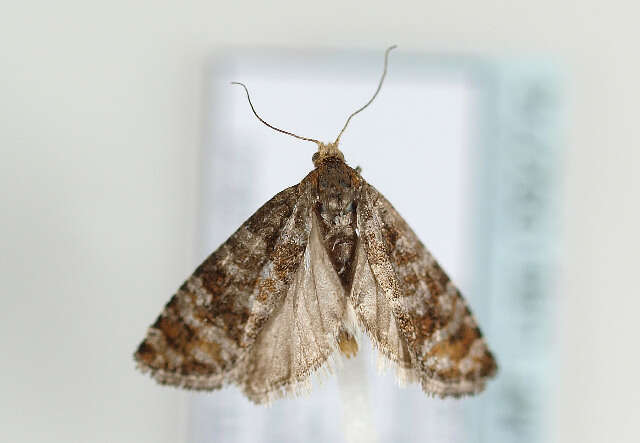 Image of Pine Tip Moths