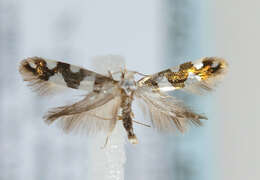 Imagem de Argyresthia brockeella Hübner 1805