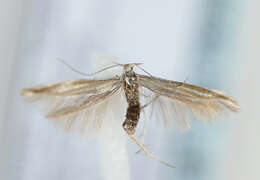 Imagem de Coleophora pyrrhulipennella Zeller 1839