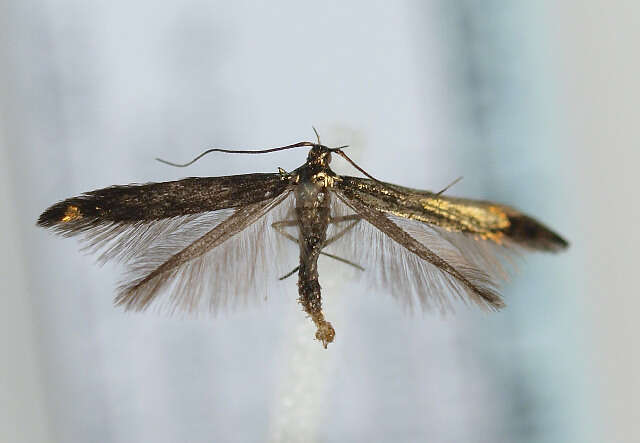 Image of <i>Coleophora alcyonipennella</i>