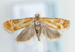 Image of European pine shoot moth