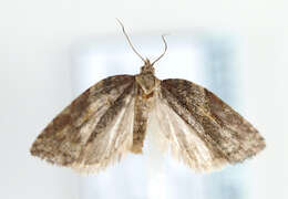 Image of Acleris hastiana Linnaeus 1758