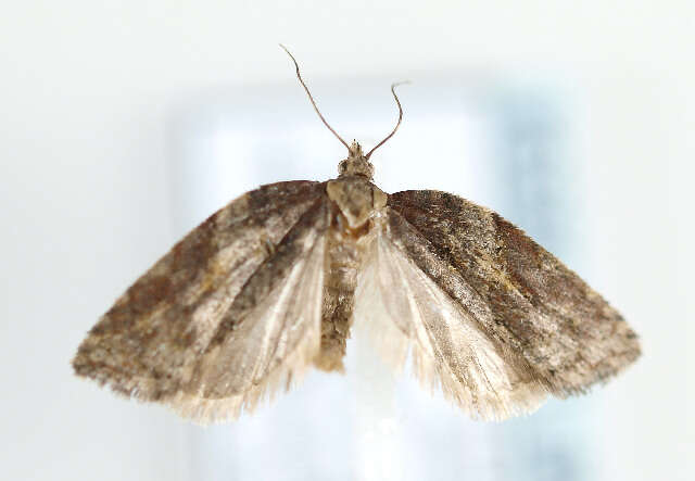 Image of Acleris hastiana Linnaeus 1758