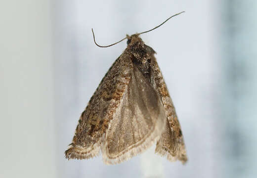 Image of square-barred bell moth