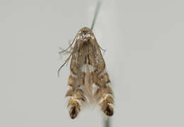 Imagem de Phyllonorycter strigulatella (Zeller 1846)