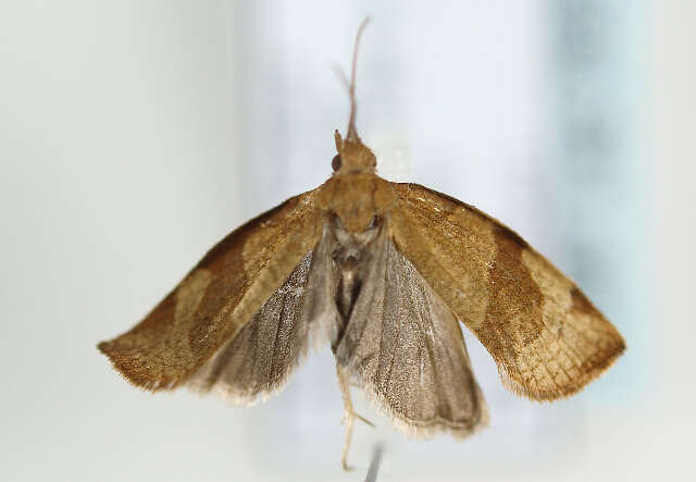 Image of barred fruit-tree tortrix