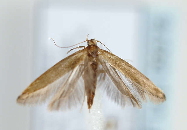 Image of angoumois grain moth